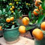 Что символизирует апельсиновое дерево